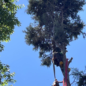 Cutting slowly and lowering with ropes.